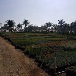 Vista Wholesale Nursery