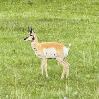 Wildlife Loop State Scenic Byway - Parks Near Me - East Custer, South Dakota Wildlife Loop State Scenic Byway - Parks Near Me - East Custer, South Dakota