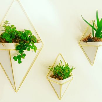 The Simple Petal - MODERN Geometric Hanging Wall DECOR #liveplants - Florists Near Me - Miami, Florida
