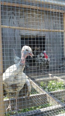 Shaker Heritage Society by null