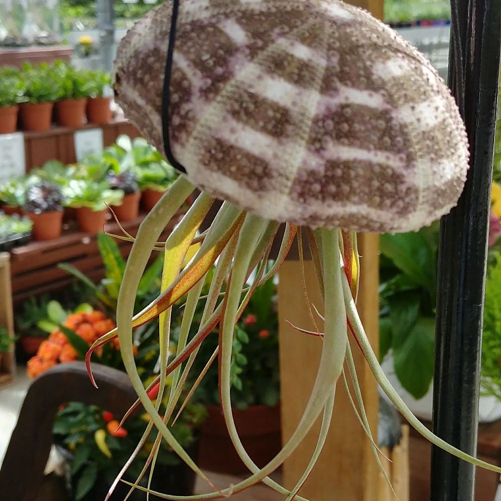 Devan Greenhouses - Nurseries & Gardening Near Me - Abbotsford, British Columbia