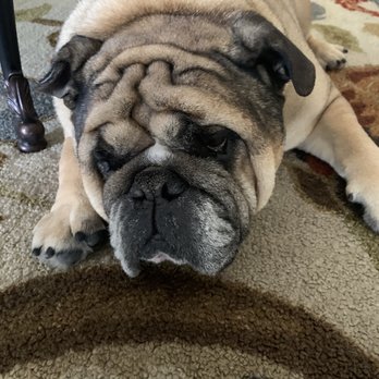 FURology Pet SPaw - My boy Tank after his bath! - Pet Groomers Near Me - Santee, California FURology Pet SPaw - My boy Tank after his bath! - Pet Groomers Near Me - Santee, California