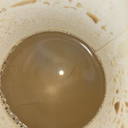 XpressO