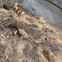 Photo of Jersey Tree Care