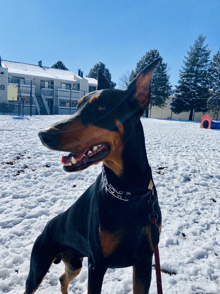 Mercy’s Happy dog daycare - pet boarding facility in Colorado Springs, CO
