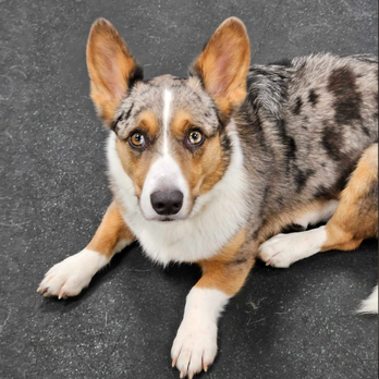 Dogtopia - A Dash dog that walked 26miles in play time in one day! - Pet Boarding Near Me - Bellevue, Washington