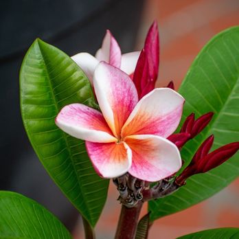 Plumeria Gardens - Nurseries & Gardening Near Me - Orlando, Florida
