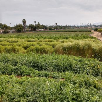 Corona Farms - Farm fresh produce. - Farmers Market Near Me - Riverside, California Corona Farms - Farm fresh produce. - Farmers Market Near Me - Riverside, California