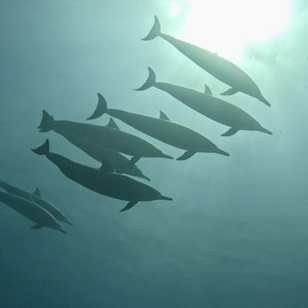 Seasport Divers - Dolphins! - Scuba Diving Near Me - Koloa, Hawaii Seasport Divers - Dolphins! - Scuba Diving Near Me - Koloa, Hawaii