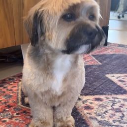 Benji Benji