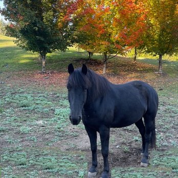 Overlake Farm - Happy horse beautiful fall colors - Horseback Riding Near Me - Bellevue, Washington