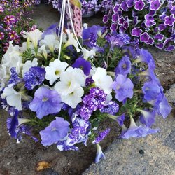 The Flower Spot