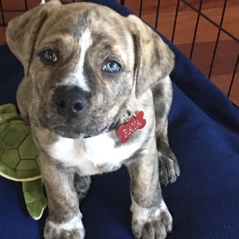 Pets In Need - Raya says cheese - Animal Shelters Near Me - Redwood City, California