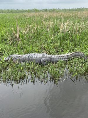 Gators and Ghosts: New Orleans Tours by null