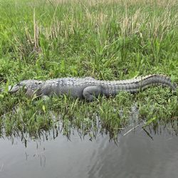Gators and Ghosts A New Orleans Tour Company