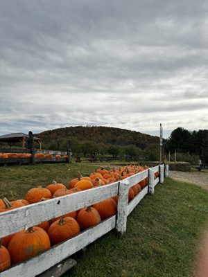 Stribling Orchard by null