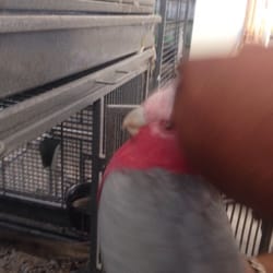 Nunawading Birds & Pets - This is the 6 yr old Gelah which I tried to purchase from these heartless money making scammers !