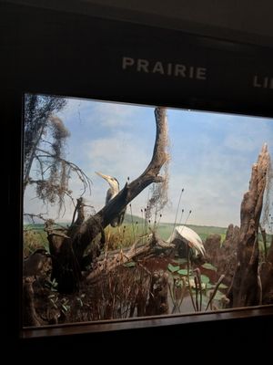 Okefenokee Swamp Park by null