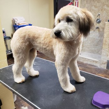 Hot perfectly pampered paws Discount