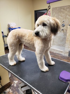 purrfectly pampered paws