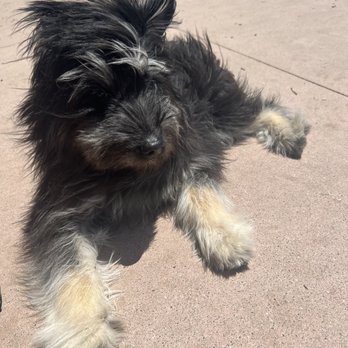 Vineyard Dog Park - Dog Parks Near Me - Templeton, California