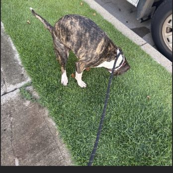 Island Pet Movers - Potty break - Pet Transportation Near Me - Honolulu, Hawaii Island Pet Movers - Potty break - Pet Transportation Near Me - Honolulu, Hawaii