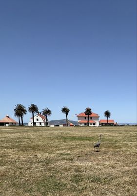 Crissy Field by null