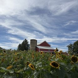 Honey Hill Orchard - Beautiful sunflowers right when you enter