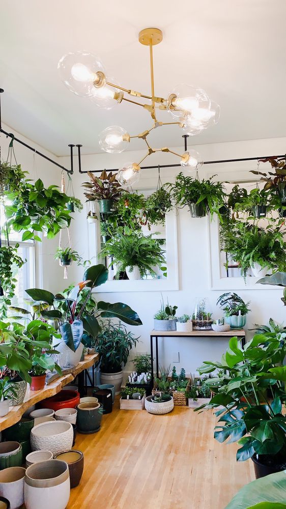 FERN 11 Photos Nurseries &amp; Gardening 1516 W