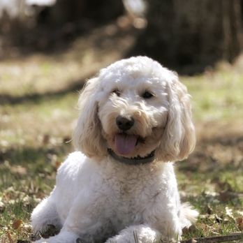 Mj Pet Photography - Pet Photography Near Me