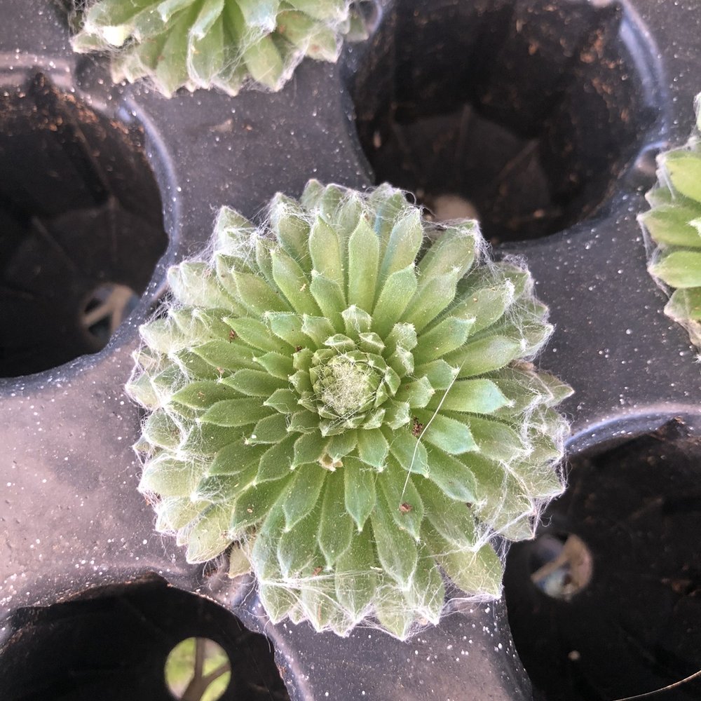 The GardenMart - Nurseries & Gardening Near Me - Hollister, California The GardenMart - Nurseries & Gardening Near Me - Hollister, California