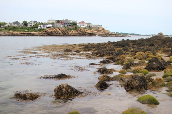 Good Harbor Beach by null