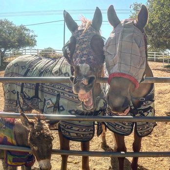 East County Large & Small Animal Practice - Veterinarians Near Me - El Cajon, California East County Large & Small Animal Practice - Veterinarians Near Me - El Cajon, California