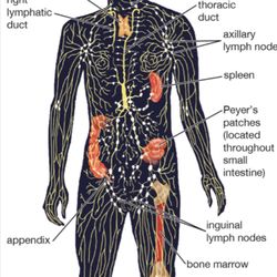 Sedona Massage Company - The Lymphatic System... the seat of our immune system, and benefits greatly from massage.