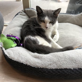 Brooklyn Cat Cafe - Pet Adoption Near Me - Brooklyn, New York Brooklyn Cat Cafe - Pet Adoption Near Me - Brooklyn, New York