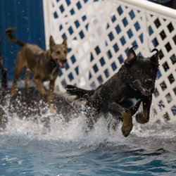 Alaska K9 Aquatics