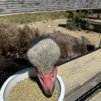 Ostrichland USA - Ostrich - Attraction Farms Near Me - Solvang, California Ostrichland USA - Ostrich - Attraction Farms Near Me - Solvang, California