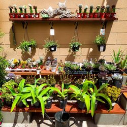 Strand Ace Hardware - The succulent wall!