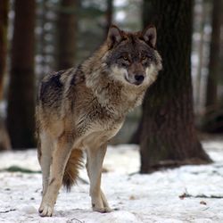 Bärentreff - Tiere im Langenberg