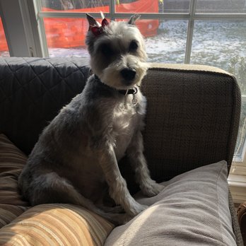 Dapper Tails - Schnauzer grooming - Pet Groomers Near Me