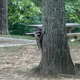 Zorro of the forrest