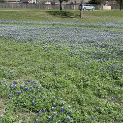 Chapel Park - Love the bluebonnets at the park this time of year.