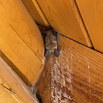 Rocky Mountain Bird and Pest Solutions - Pest Control Near Me - Bayfield, Colorado Rocky Mountain Bird and Pest Solutions - Pest Control Near Me - Bayfield, Colorado