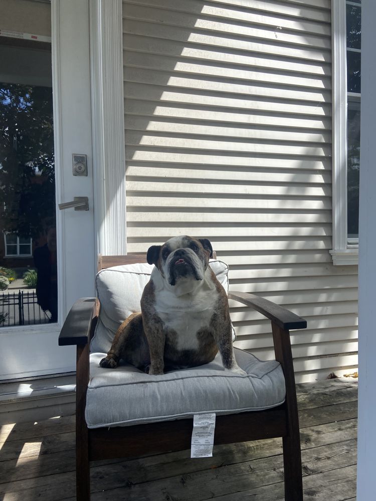 Cultural District Dog Walking - pet boarding facility in Fort Worth, TX