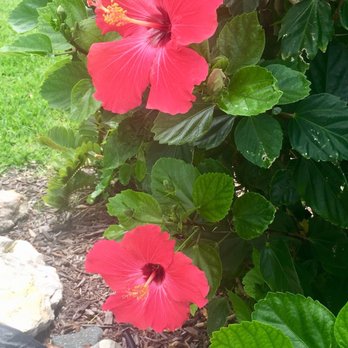 Island House Beach Resort - Gorgeous flowers. - Resorts Near Me - Sarasota, Florida Island House Beach Resort - Gorgeous flowers. - Resorts Near Me - Sarasota, Florida