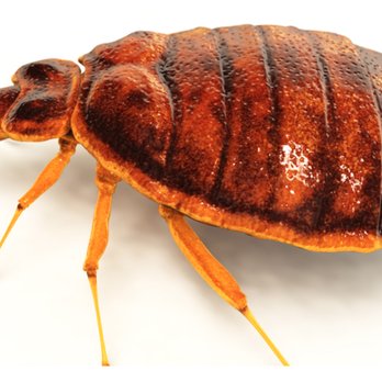 Wichita Pest Control - Pest Control Near Me Wichita Pest Control - Pest Control Near Me