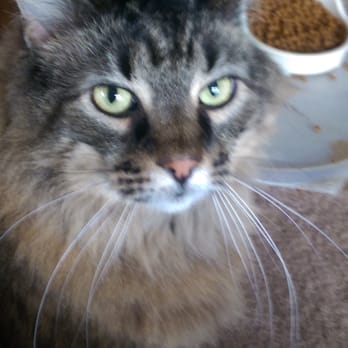 Pet Sitters, LLC - Pet Sitting Near Me Pet Sitters, LLC - Pet Sitting Near Me