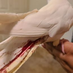 The vet told me it was a blood feather, removed the blood feather and stopped the bleeding. The vet told me it was a blood feather, removed the blood feather and stopped the bleeding.