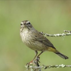 Pasco County of - Palm Warbler
