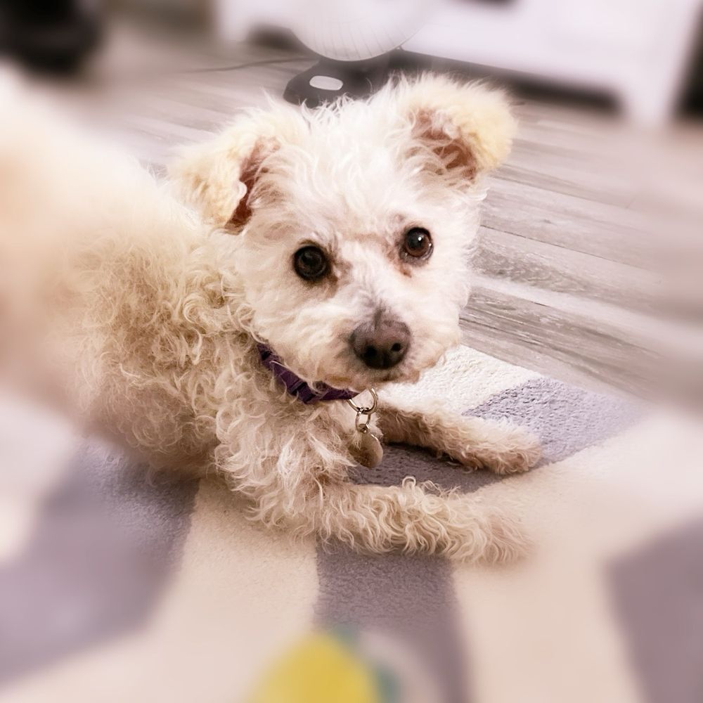 THE BEST 10 Reptile Vet in Mission Viejo, CA - Updated 2026 - Quality &  Affordability - Yelp